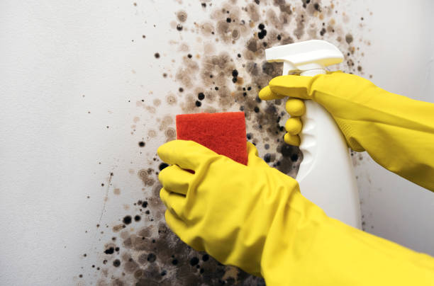 Best Home Mold Removal  in Millville, DE