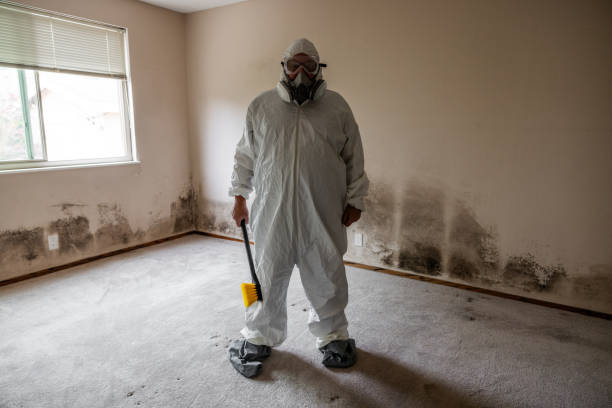 Best Mold Inspection  in Millville, DE