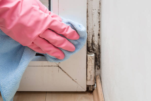Best Professional Mold Removal  in Millville, DE
